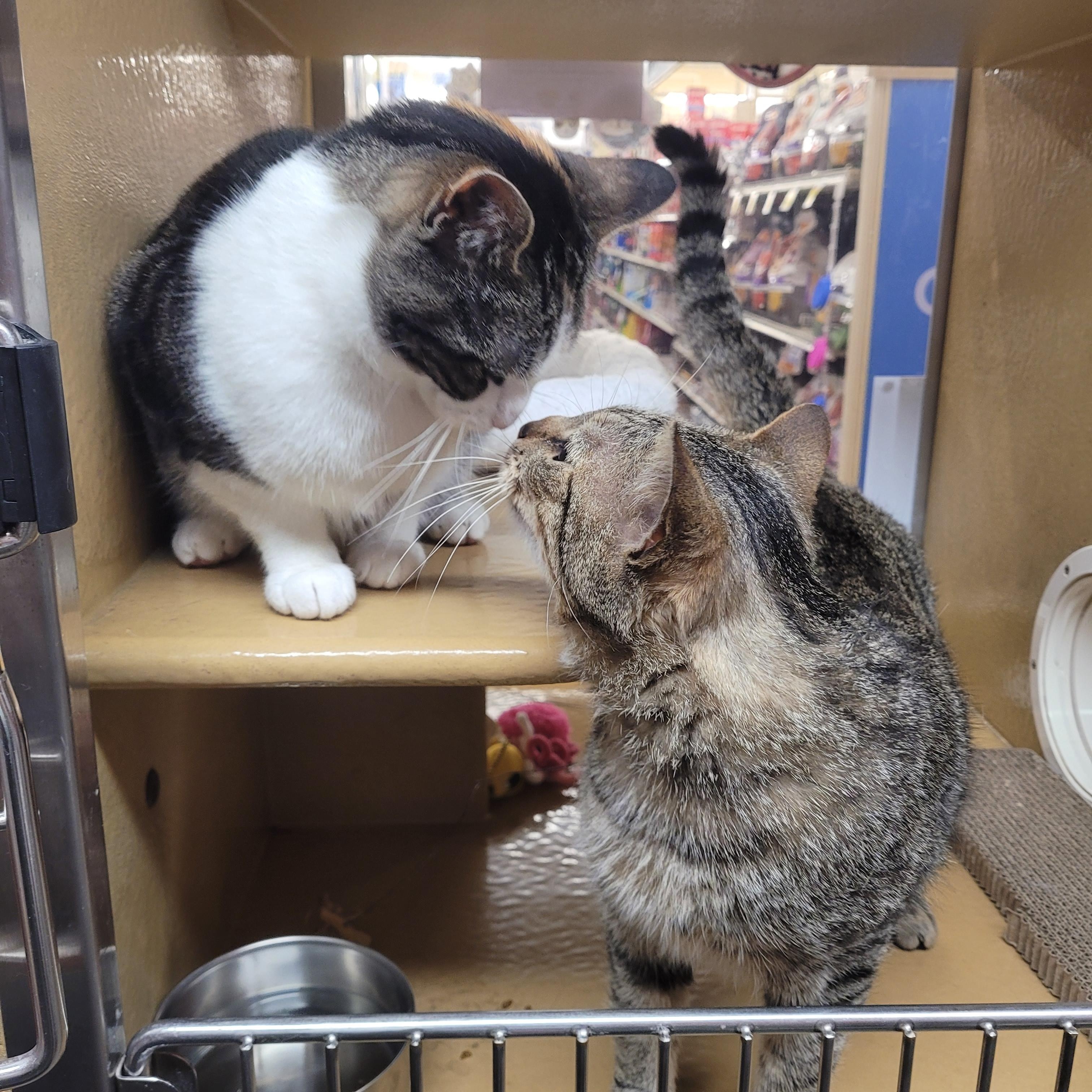 Enlarge Michelina , a ADOPTABLE Domestic Short Hair in Pelham Manor , NY image 2/6