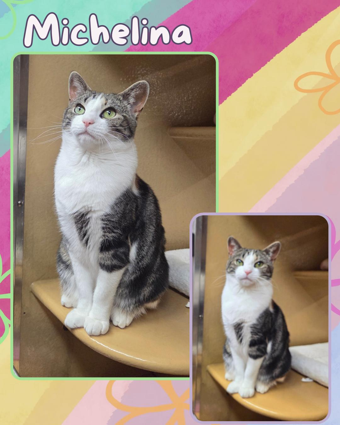 Michelina , ADOPTABLE, Young Female Domestic Short Hair.