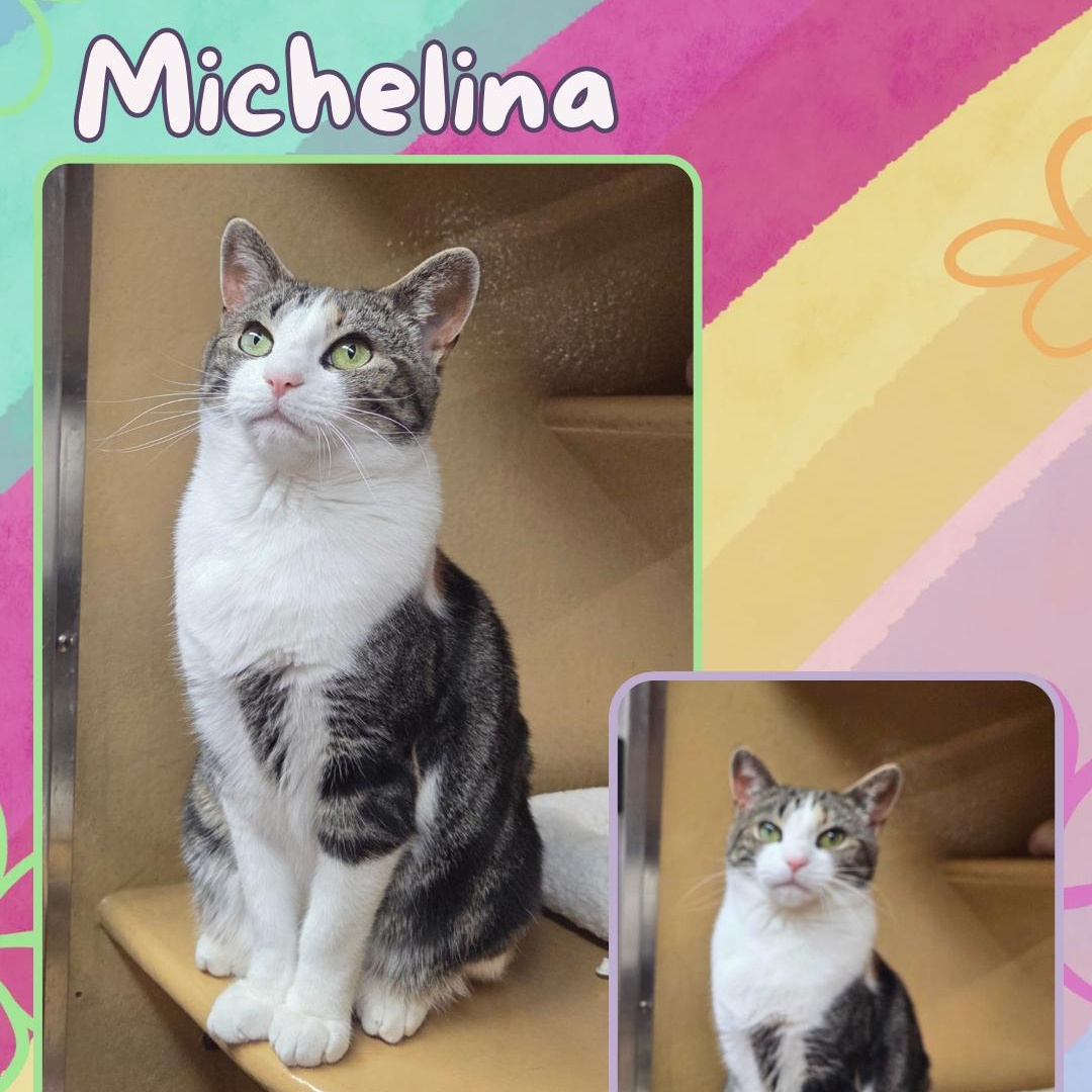 Michelina , a ADOPTABLE Domestic Short Hair in Pelham Manor , NY image 1/4