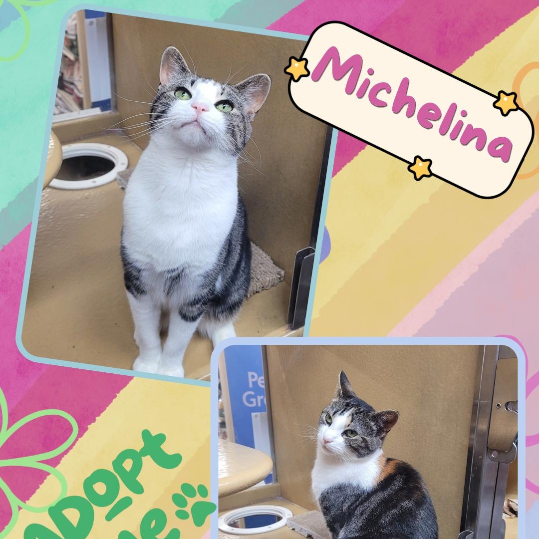Michelina , a ADOPTABLE Domestic Short Hair in Pelham Manor , NY image 3/4