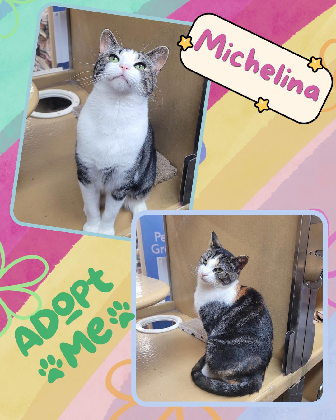 Michelina , a ADOPTABLE Domestic Short Hair in Pelham Manor , NY image 1/4