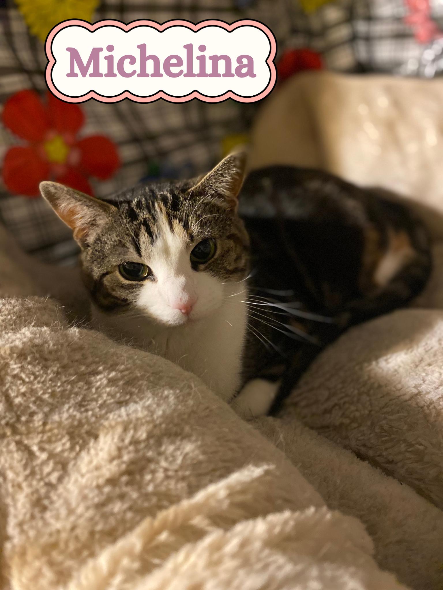 Enlarge Michelina - foster or adopt me!, a ADOPTABLE Domestic Short Hair in Port Chester, NY image 2/2