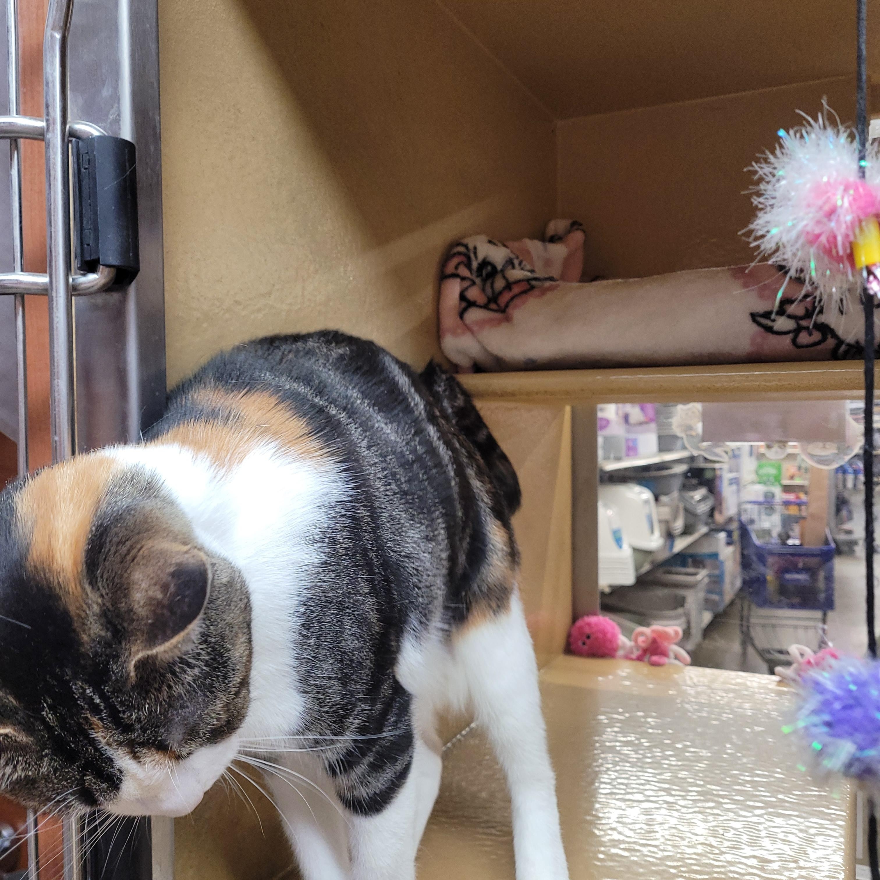 Enlarge Michelina , a ADOPTABLE Domestic Short Hair in Pelham Manor , NY image 4/6