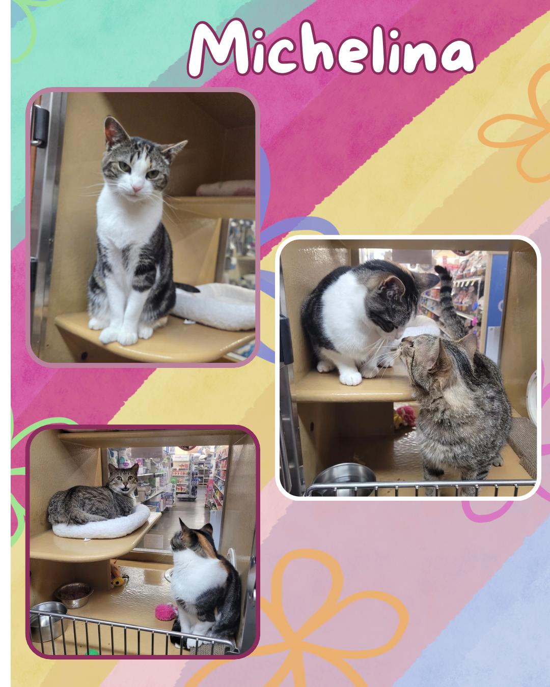 Enlarge Michelina , a ADOPTABLE Domestic Short Hair in Pelham Manor , NY image 2/2