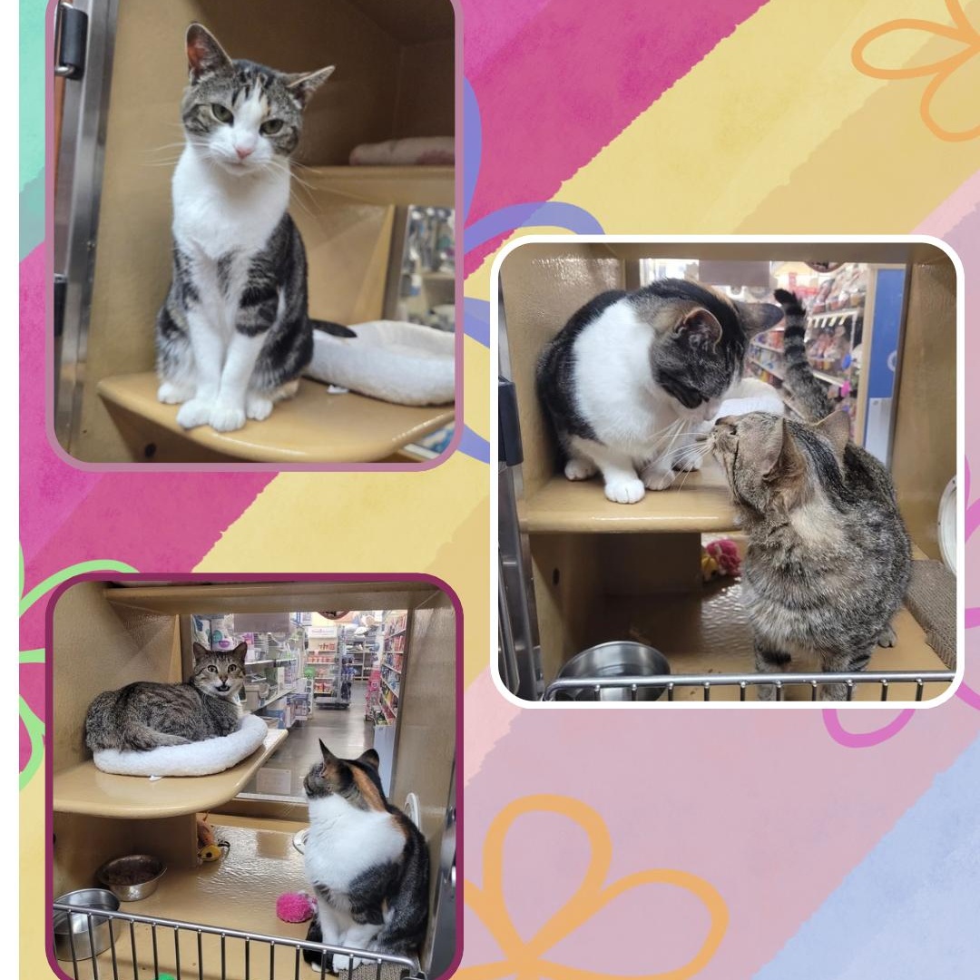 Michelina , a ADOPTABLE Domestic Short Hair in Pelham Manor , NY image 4/4