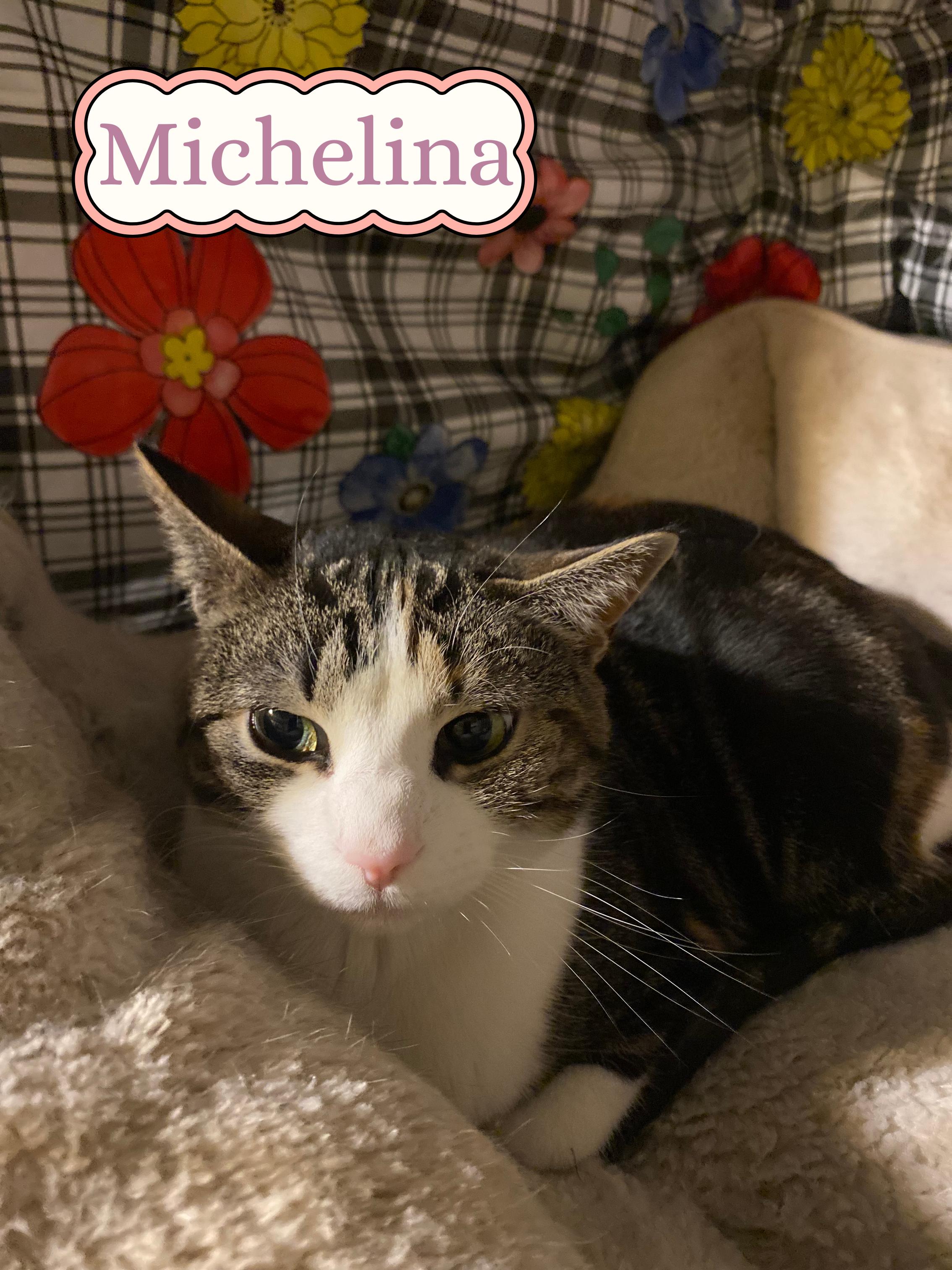 Michelina - foster or adopt me!, ADOPTABLE, Young Female Domestic Short Hair.