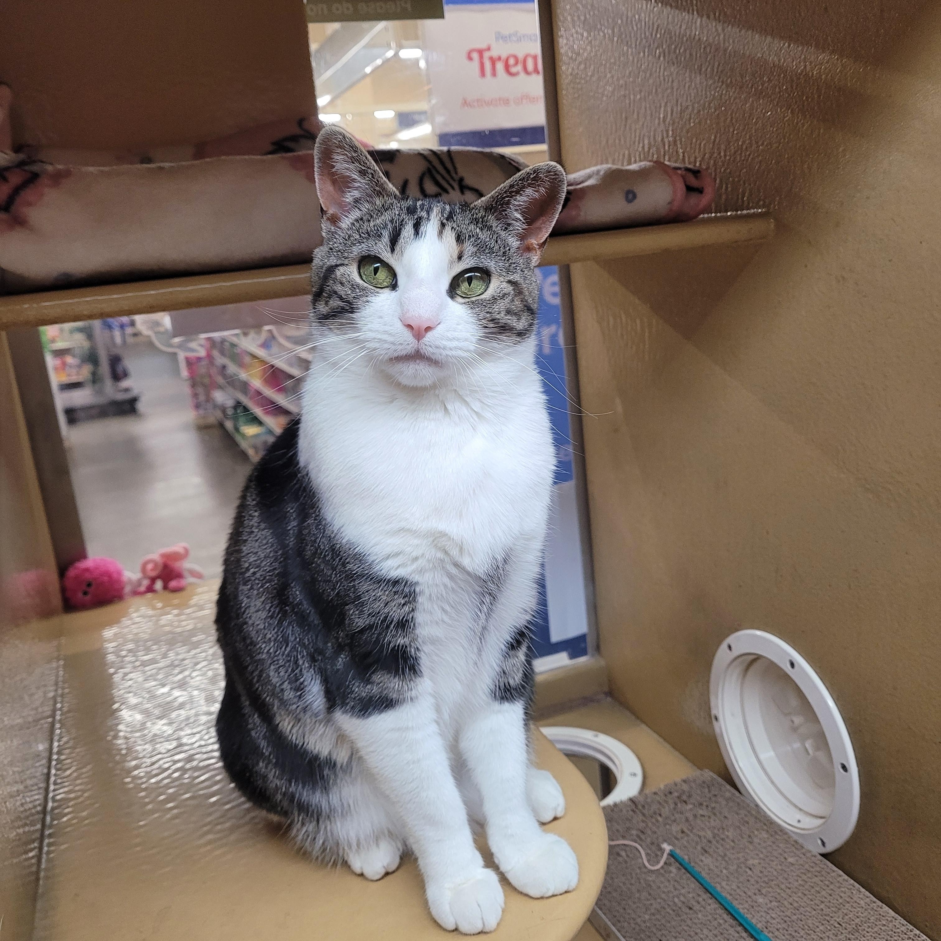 Enlarge Michelina , a ADOPTABLE Domestic Short Hair in Pelham Manor , NY image 5/6
