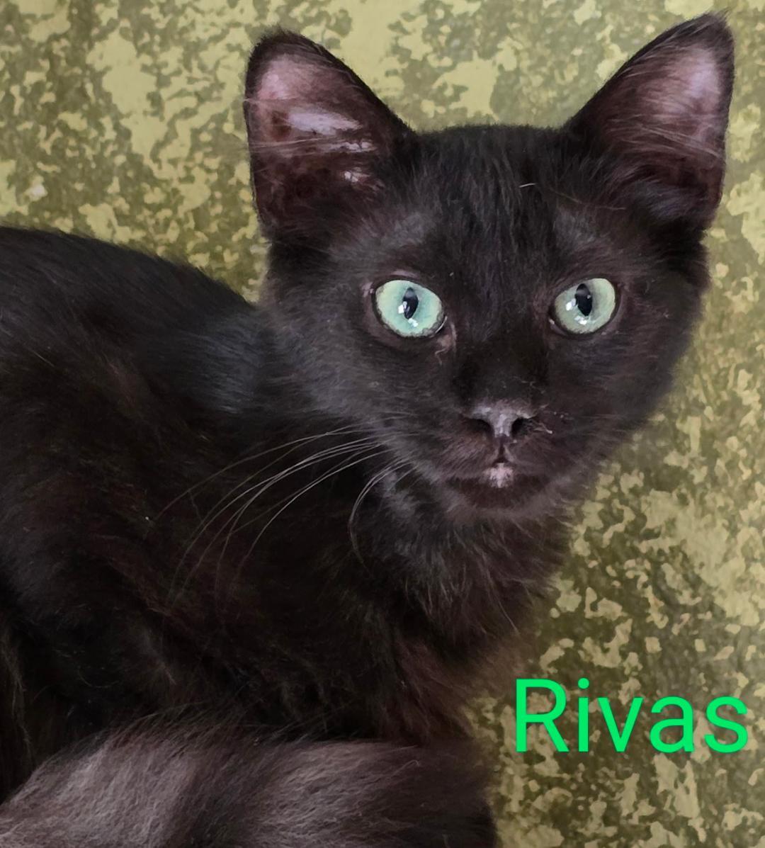 Rivas