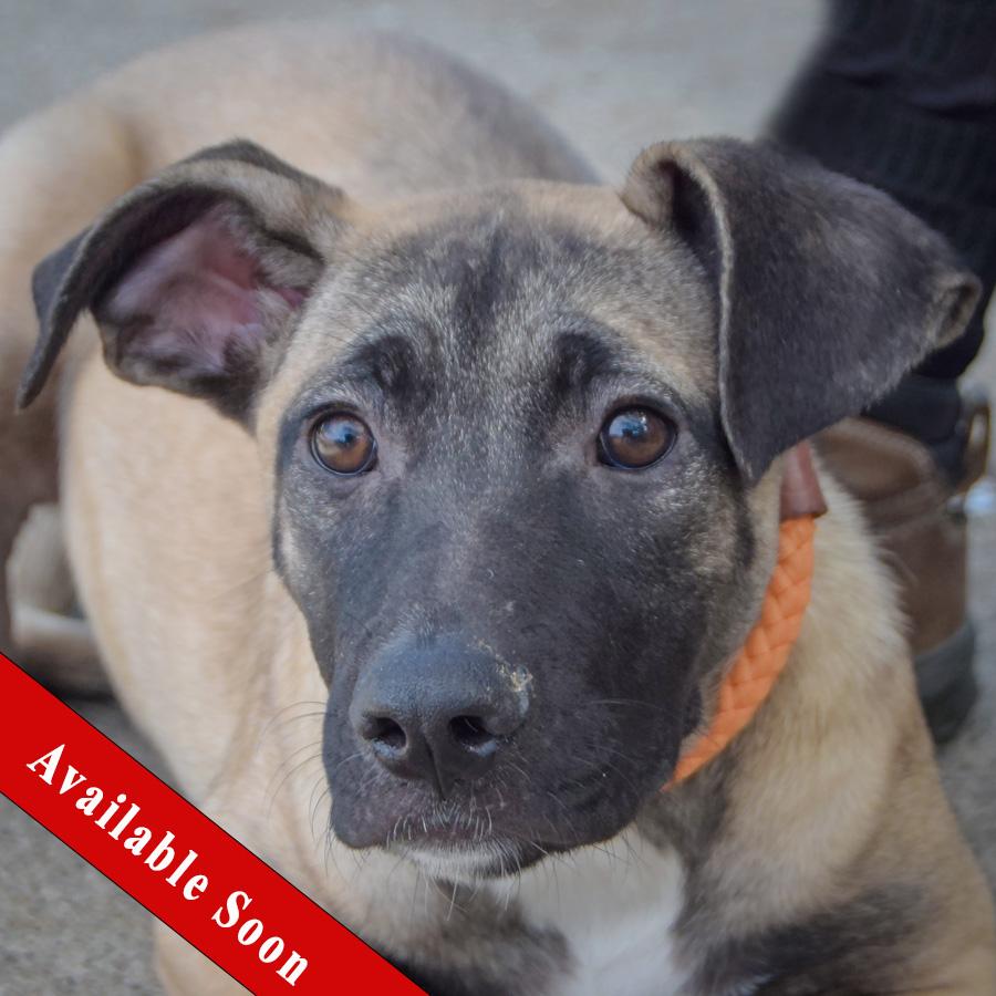 Sprinkles, Adoptable, Puppy Female German Shepherd Dog & Black Mouth Cur.