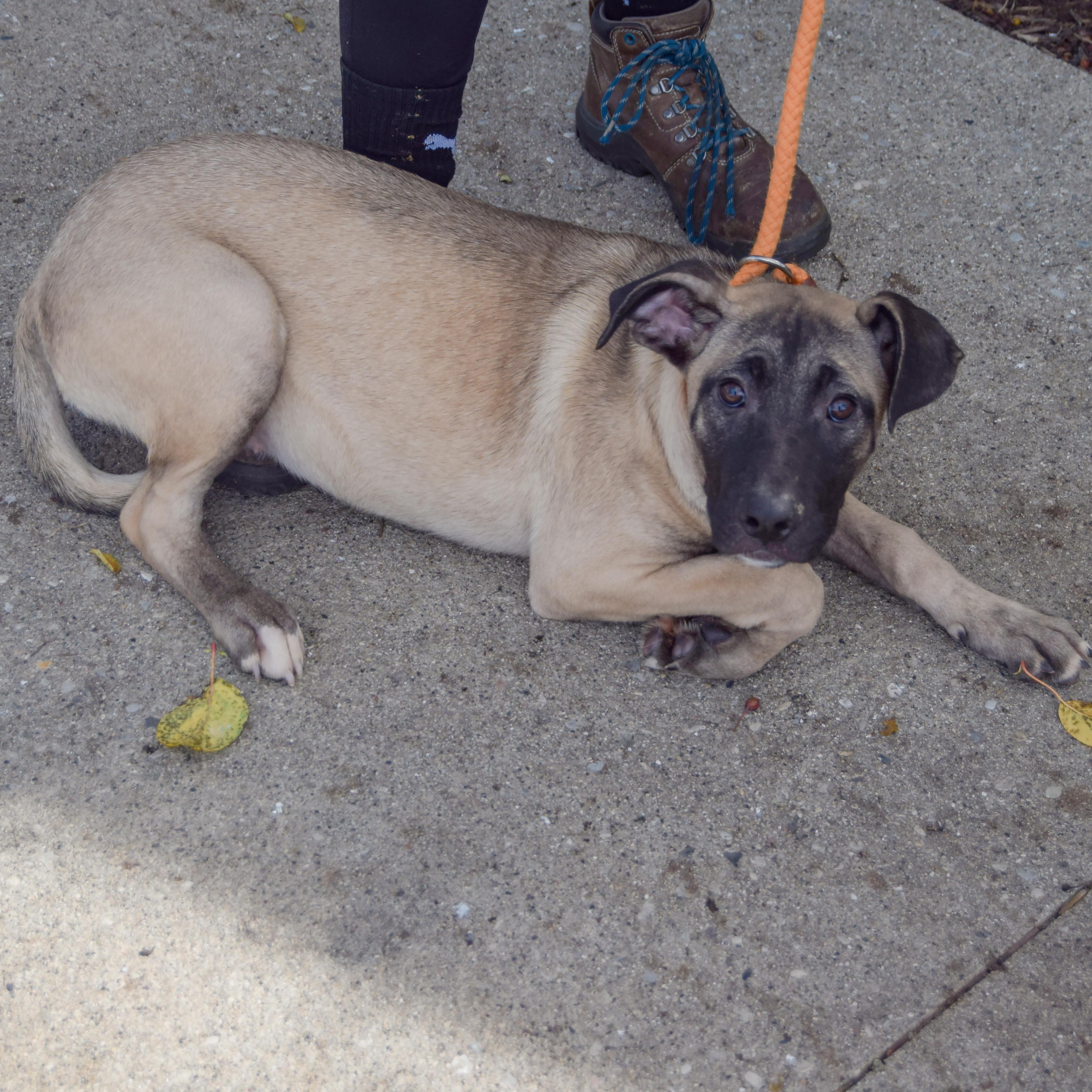 Enlarge Sprinkles, a Adoptable mixed breed in Huntley, IL image 3/4