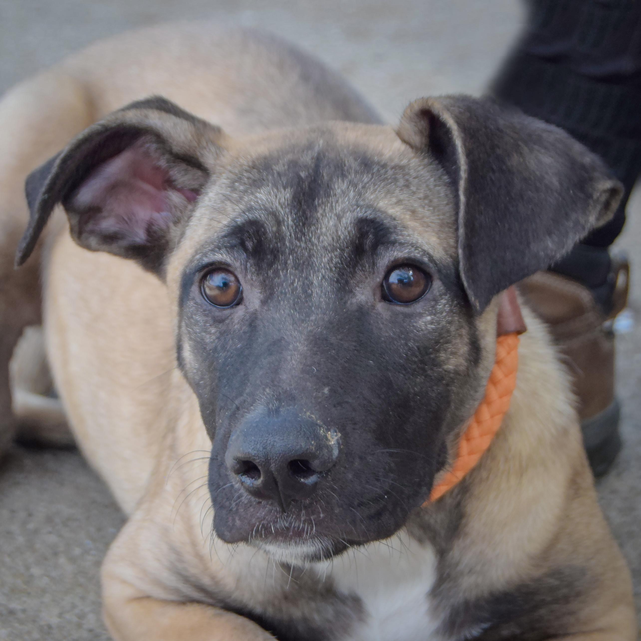 Enlarge Sprinkles, a Adoptable mixed breed in Huntley, IL image 4/4