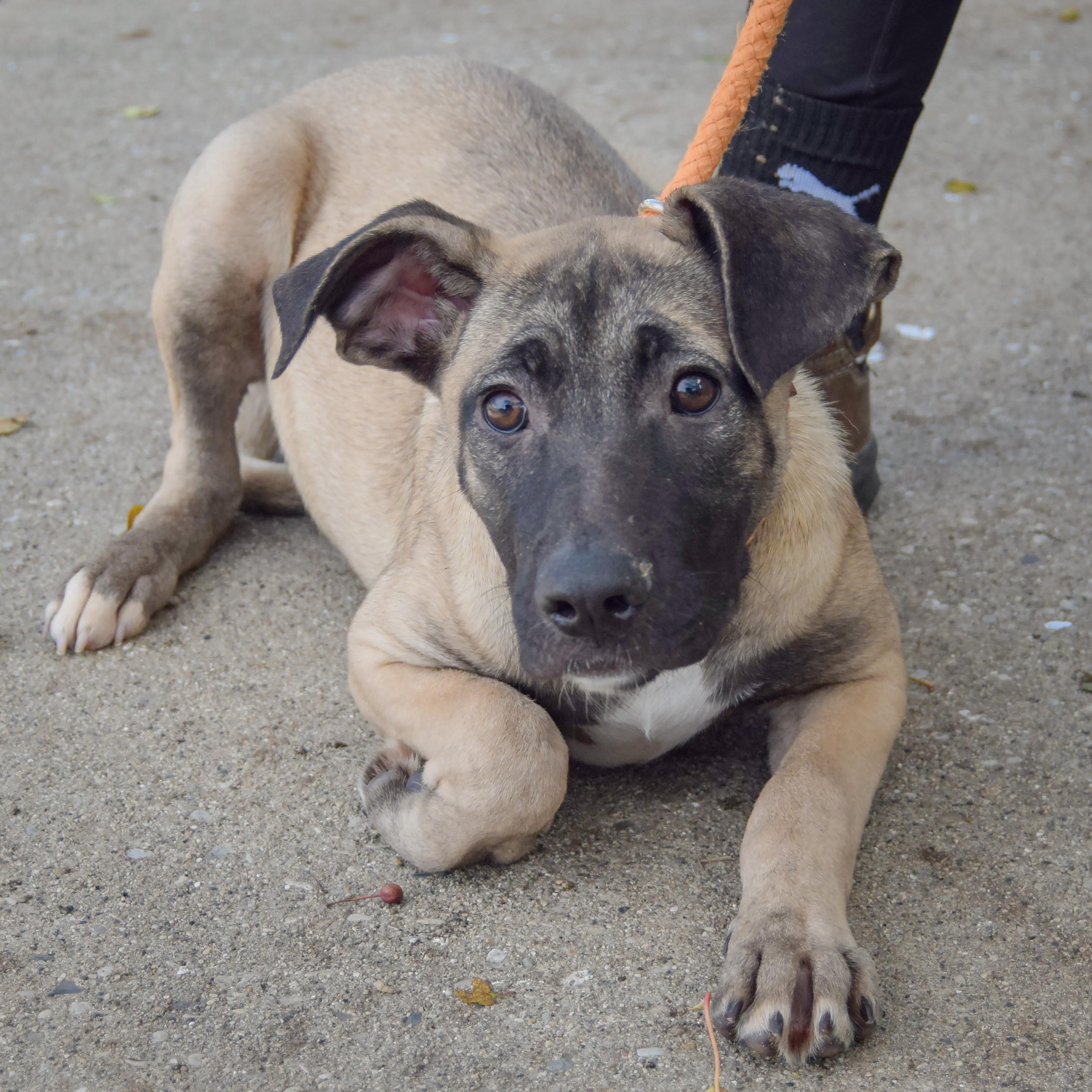 Enlarge Sprinkles, a Adoptable mixed breed in Huntley, IL image 2/4