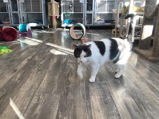 Teddy(cat), Adopted, Senior Female Domestic Short Hair.