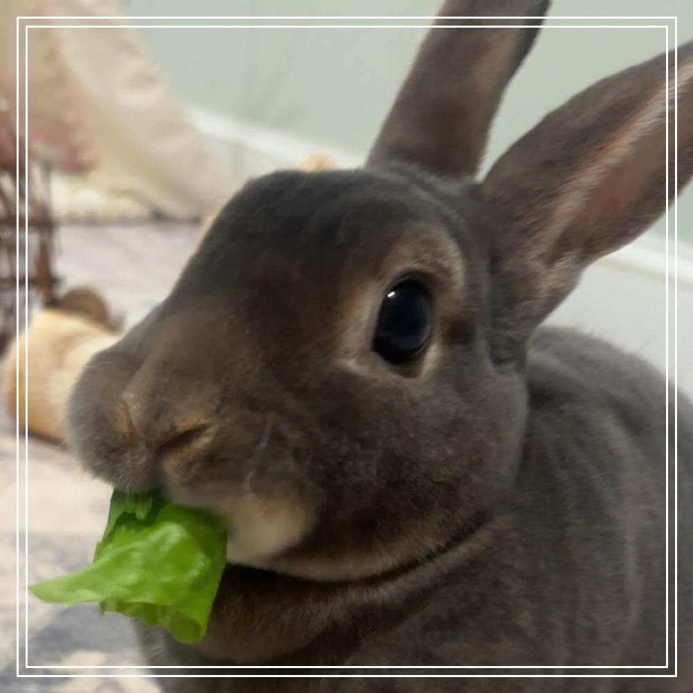 Enlarge Patrick with Thyme, a Adoptable Rex in Manchester, CT image 4/5