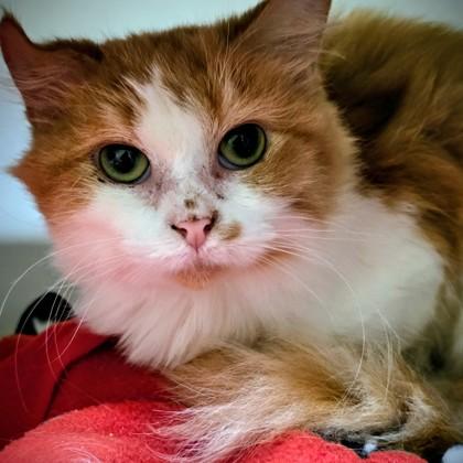 Jane, a Adoptable Domestic Short Hair in Beatrice, NE image 1/2