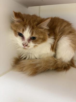 Jane, a Adoptable Domestic Short Hair in Beatrice, NE image 2/2