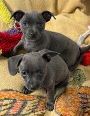 Quincy, Adoptable, Puppy Male Chihuahua.