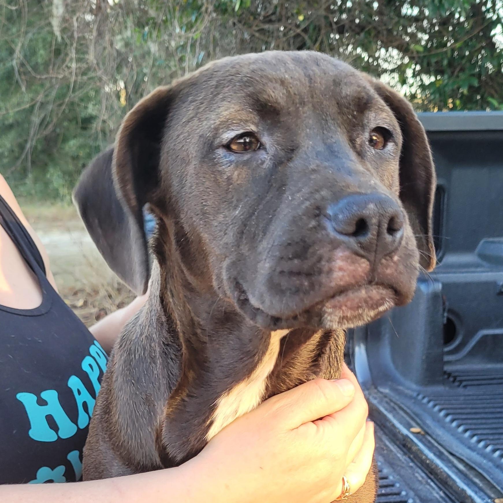 Spooky, a Adoptable mixed breed in Chiefland, FL image 4/4