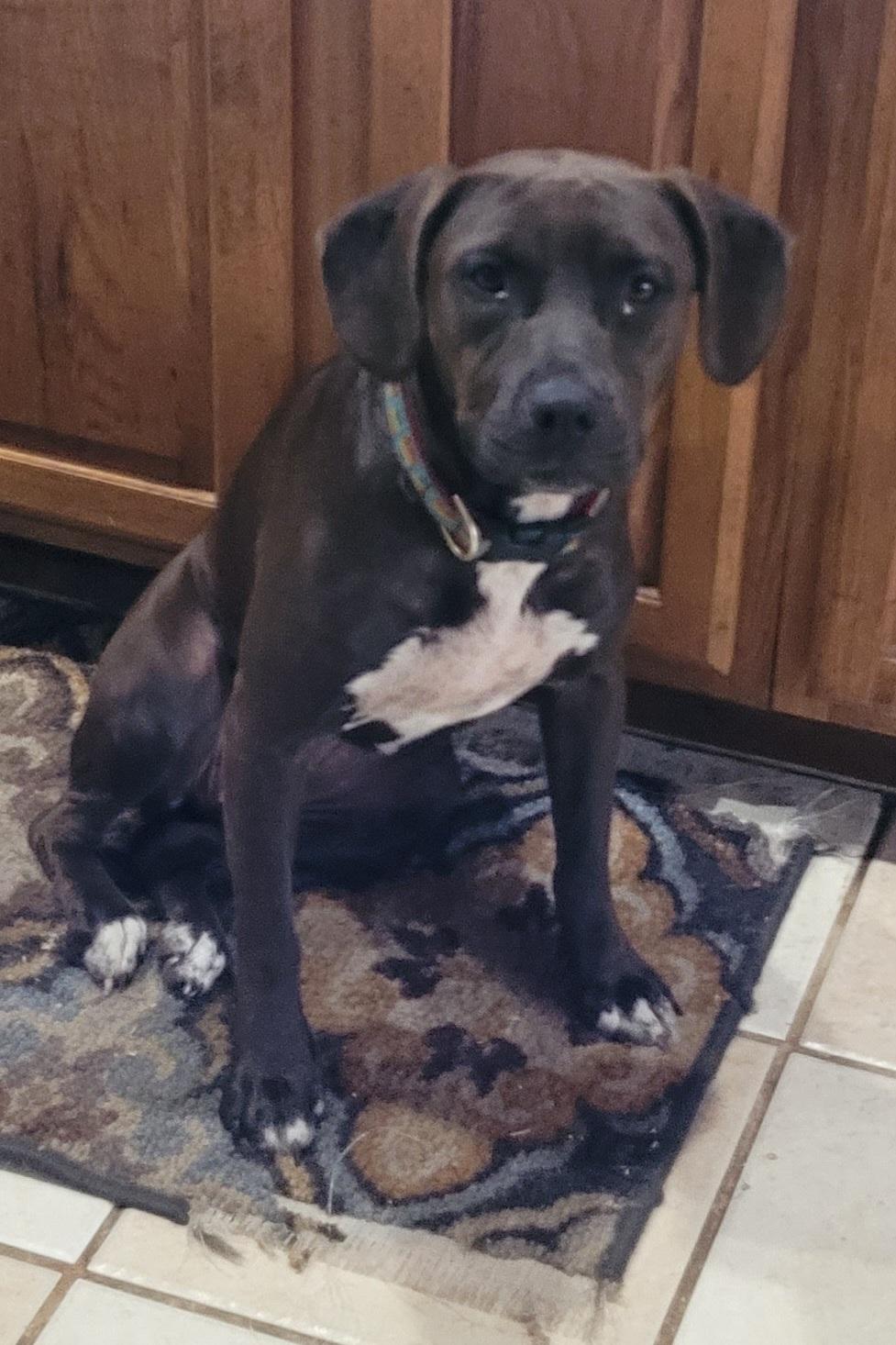 Spooky, a Adoptable mixed breed in Chiefland, FL image 1/4