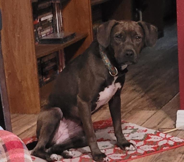 Spooky, Adoptable, Young Female Labrador Retriever & Catahoula Leopard Dog.