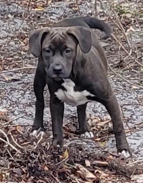 Spooky, a Adoptable mixed breed in Chiefland, FL image 3/4
