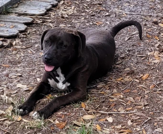 Spooky, a Adoptable mixed breed in Chiefland, FL image 2/4