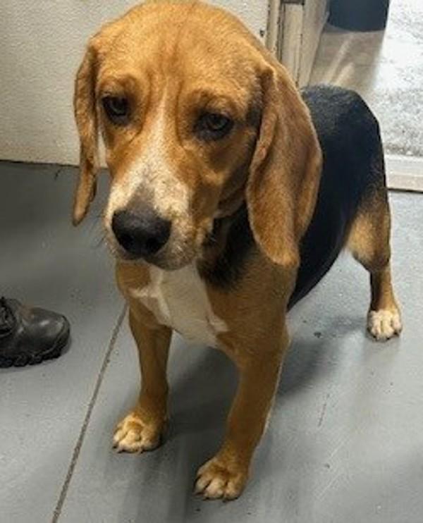 26-05-1274 Jake, Adoptable, Adult Male Beagle.