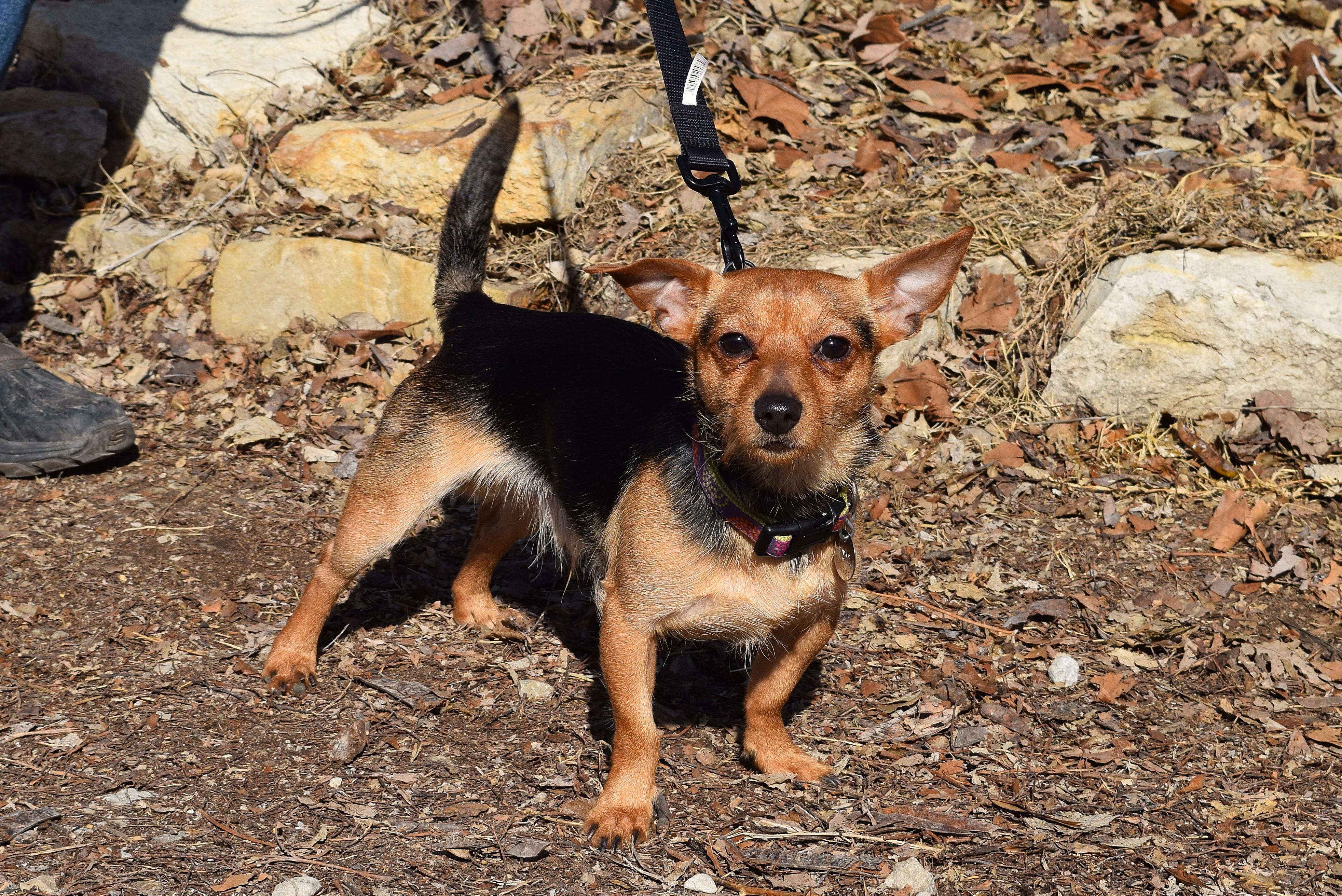 Enlarge Chester, an adopted mixed breed in Parkville, MO image 2/6