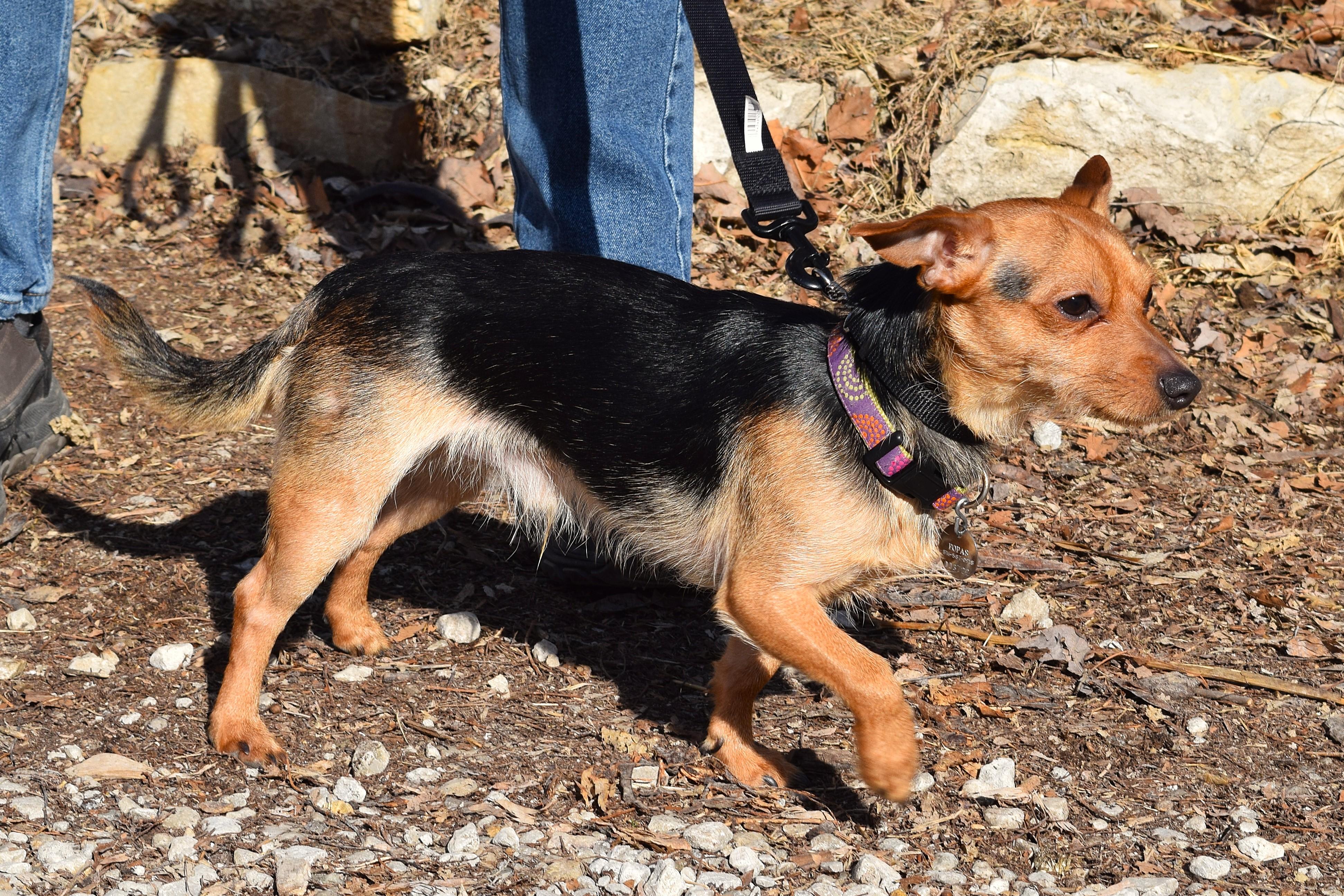 Enlarge Chester, an adopted mixed breed in Parkville, MO image 5/6