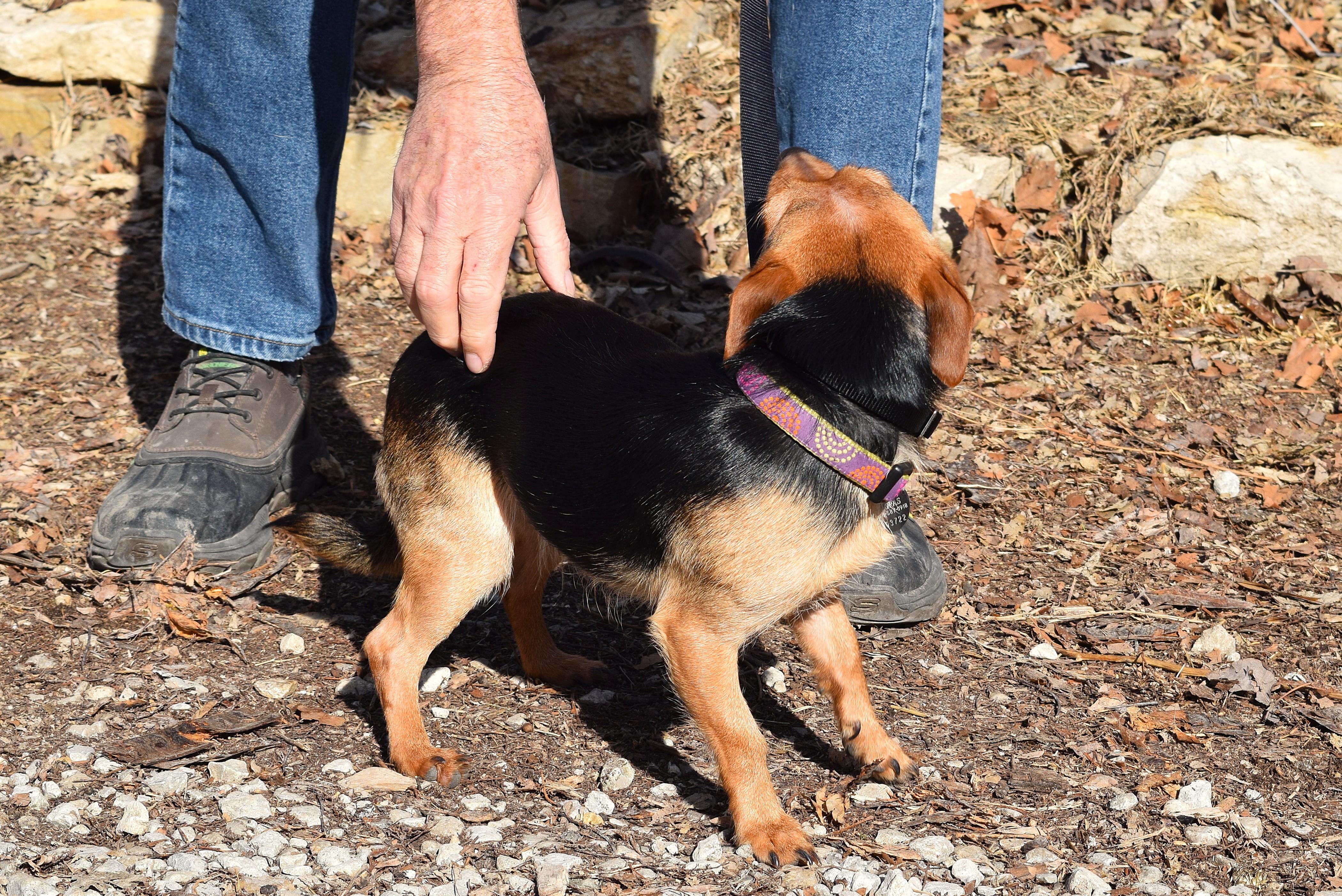 Enlarge Chester, an adopted mixed breed in Parkville, MO image 4/6