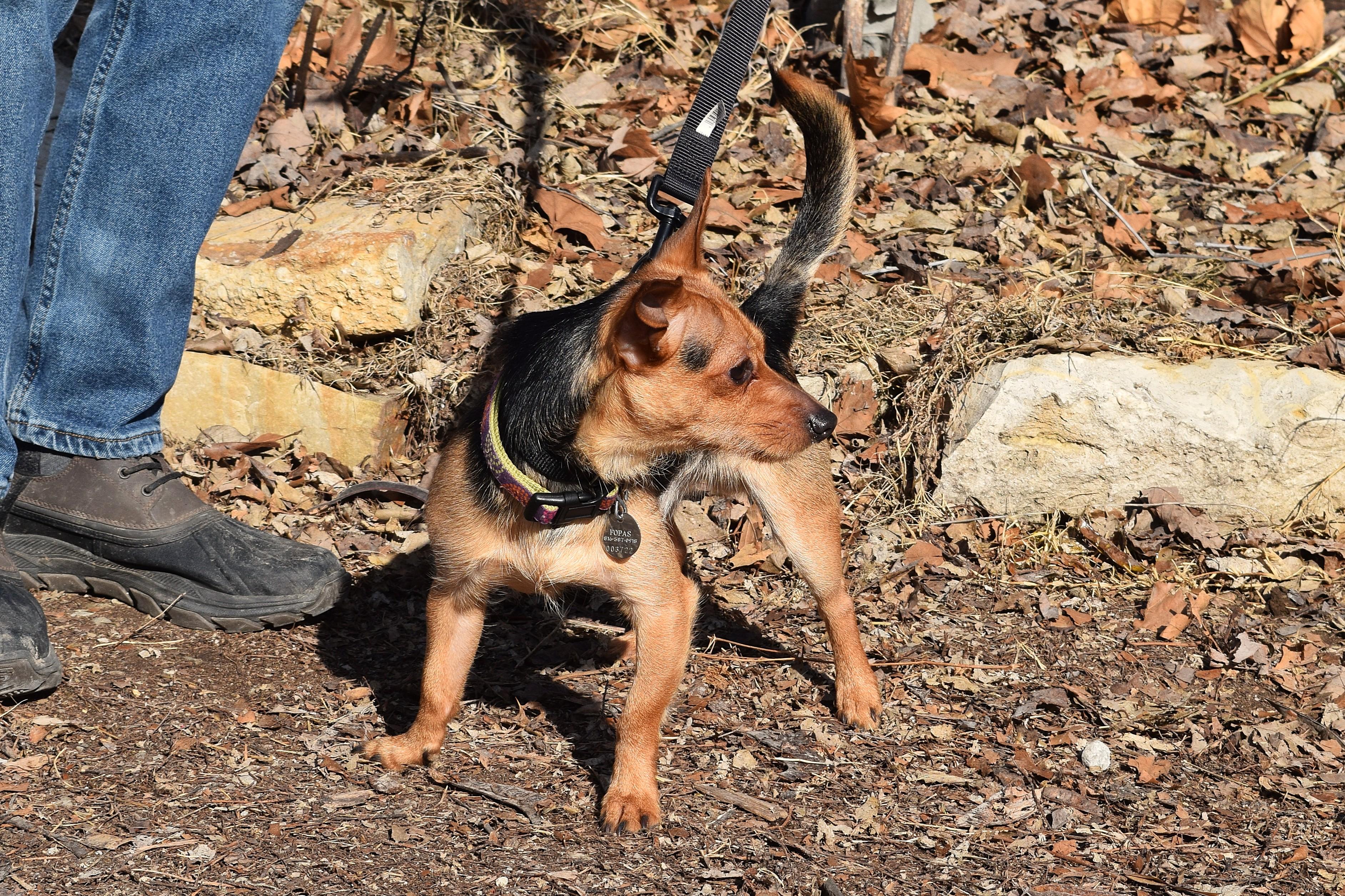Enlarge Chester, an adopted mixed breed in Parkville, MO image 6/6