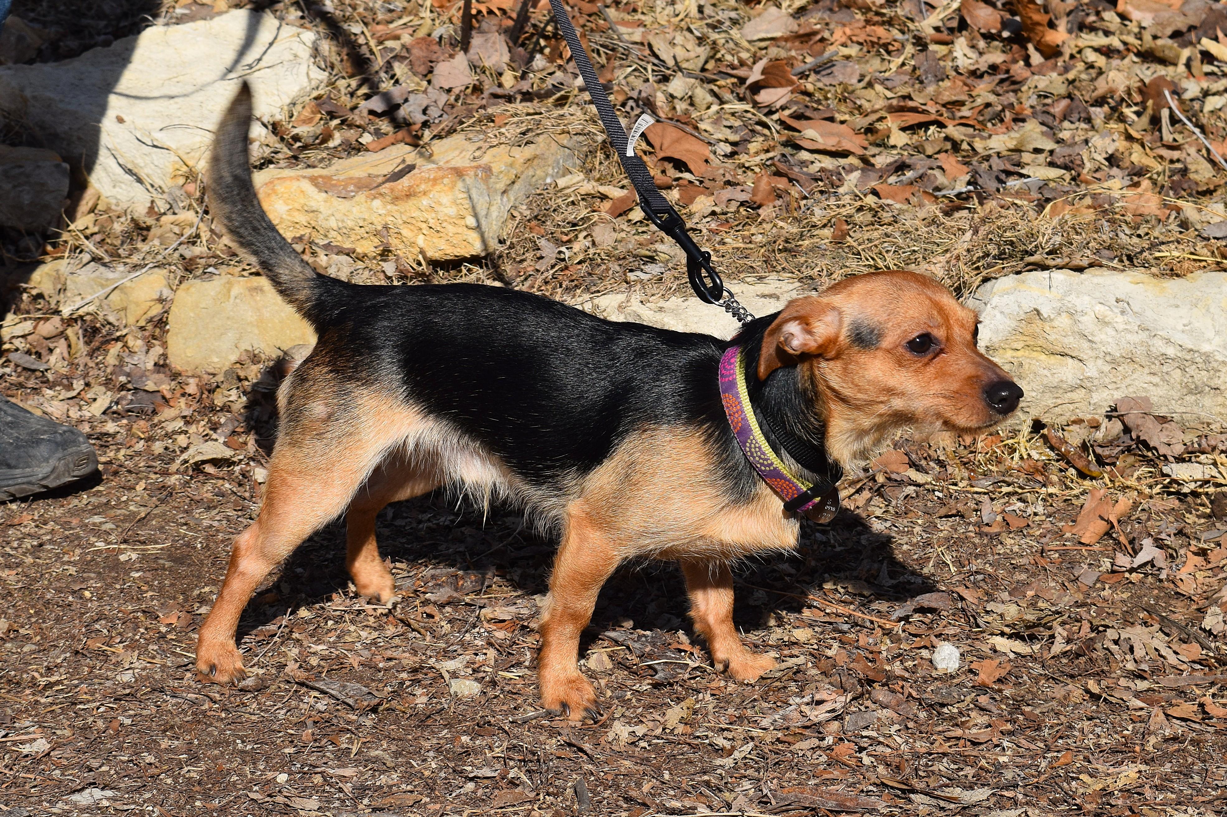 Enlarge Chester, an adopted mixed breed in Parkville, MO image 3/6