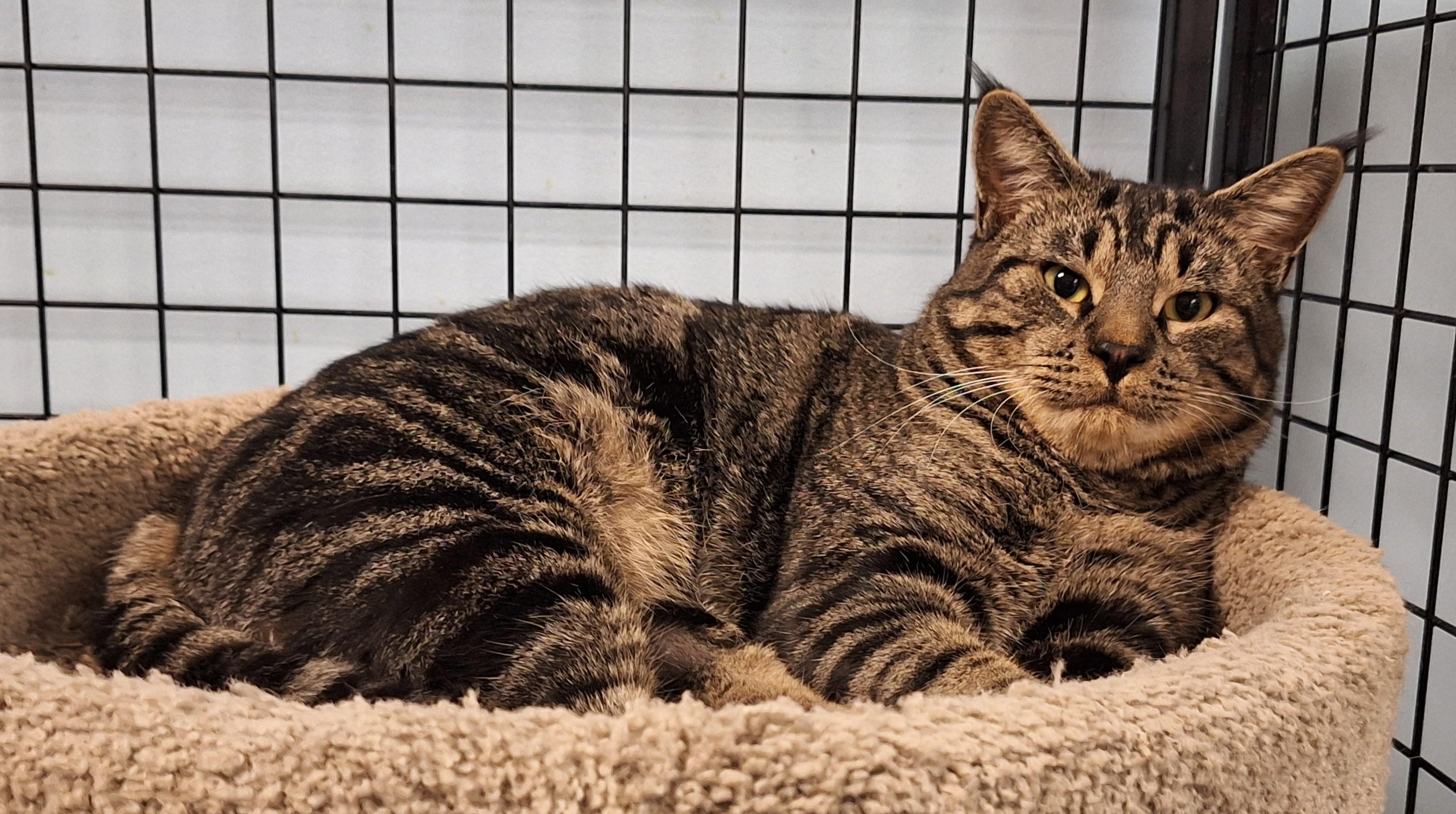 Tabs, a Adoptable mixed breed in Spokane, WA image 3/5