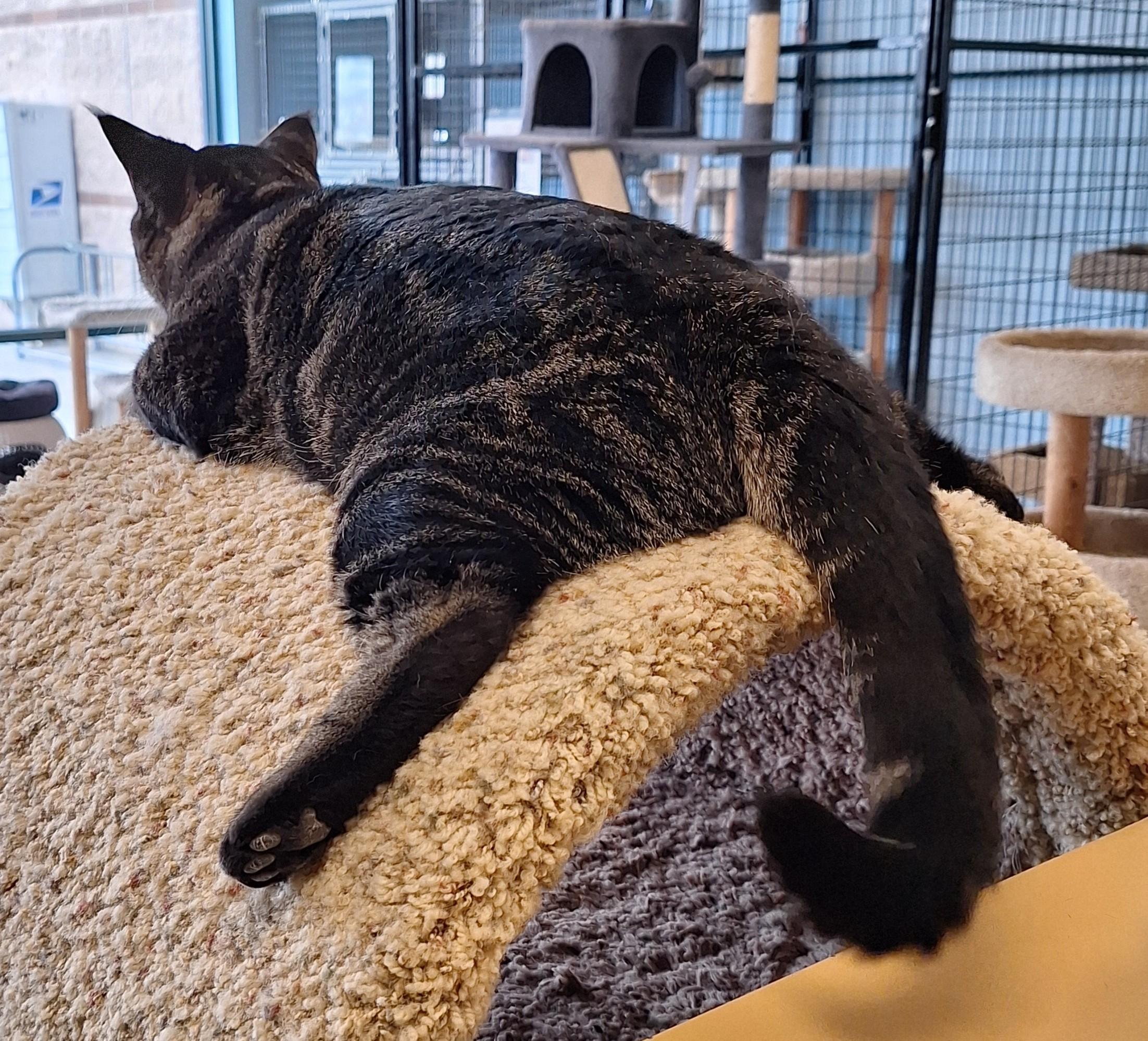 Tabs, a Adoptable mixed breed in Spokane, WA image 5/5