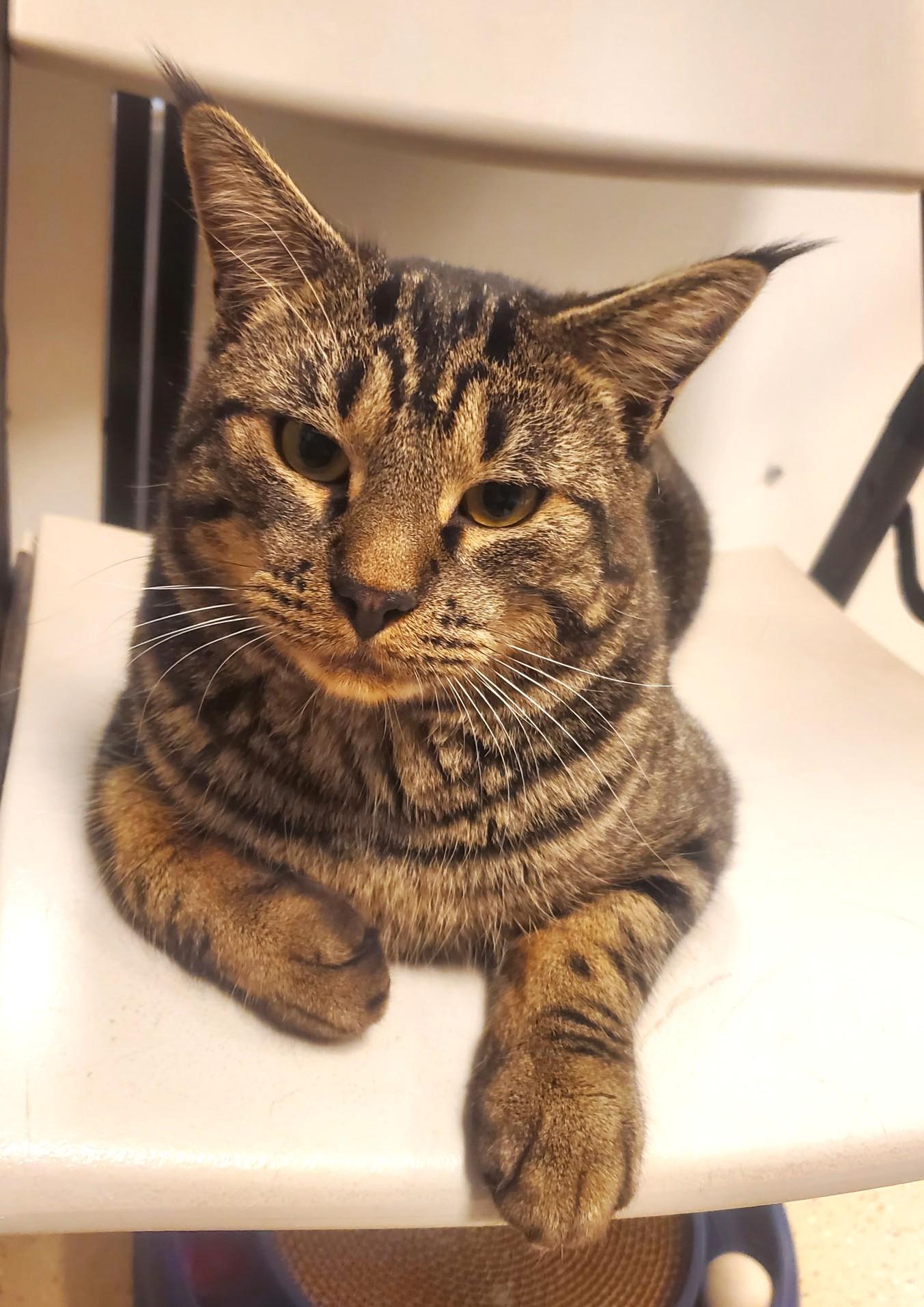 Tabs, Adoptable, Adult Male Domestic Short Hair.