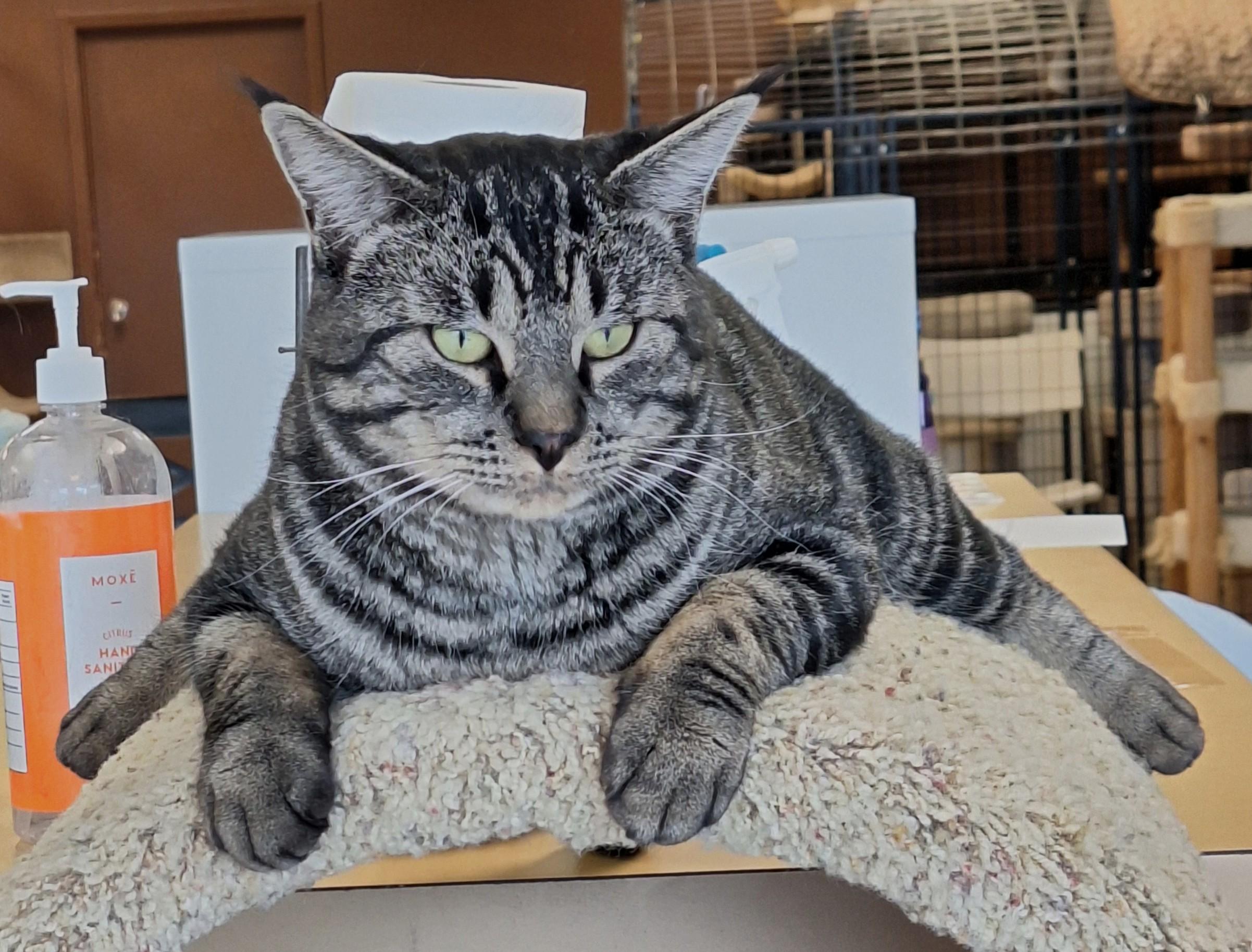 Tabs, Adoptable, Adult Male Domestic Short Hair.