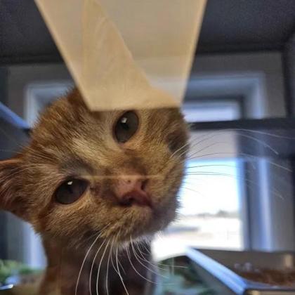 Koi, Adoptable, Young Male Domestic Medium Hair & Domestic Short Hair.