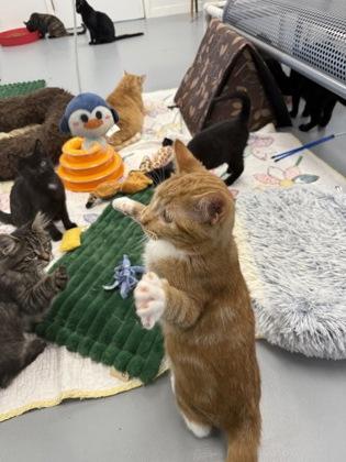 Enlarge Koi, a Adoptable mixed breed in Washington, IA image 3/3