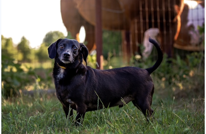 Enlarge CJ, a Adoptable mixed breed in Royse City, TX image 1/1