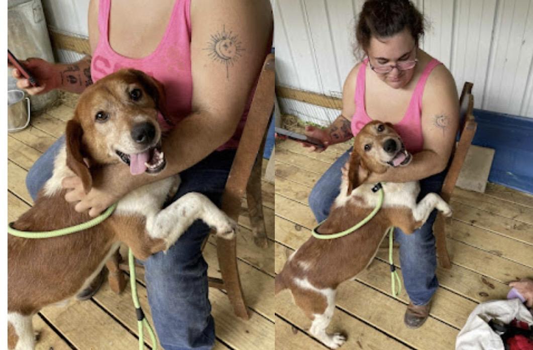 Teddy, a Adopted mixed breed in WARREN, RI image 1/3