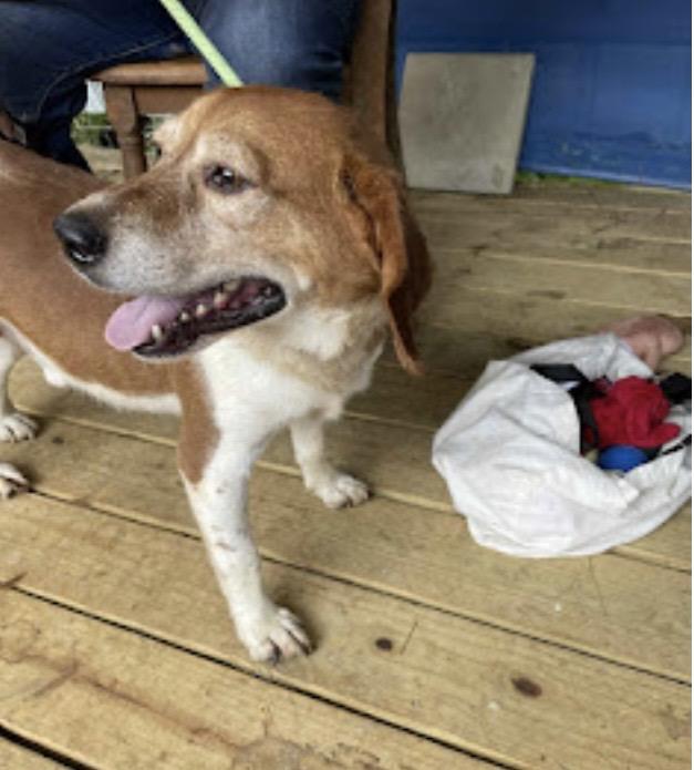 Teddy, a Adopted mixed breed in WARREN, RI image 2/3