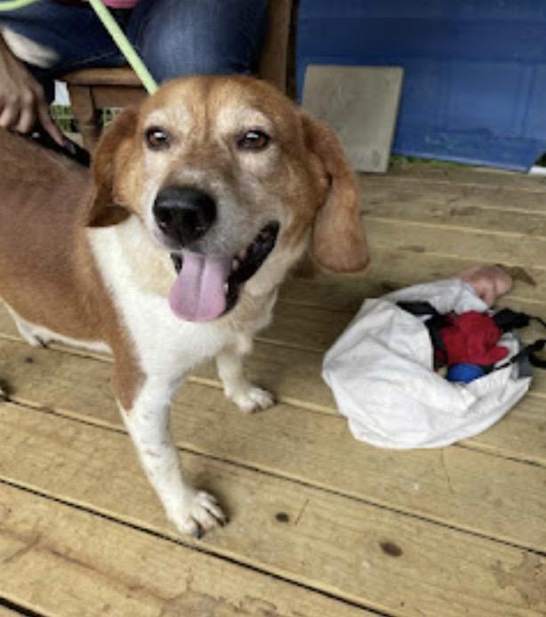 Teddy, a Adopted mixed breed in WARREN, RI image 3/3