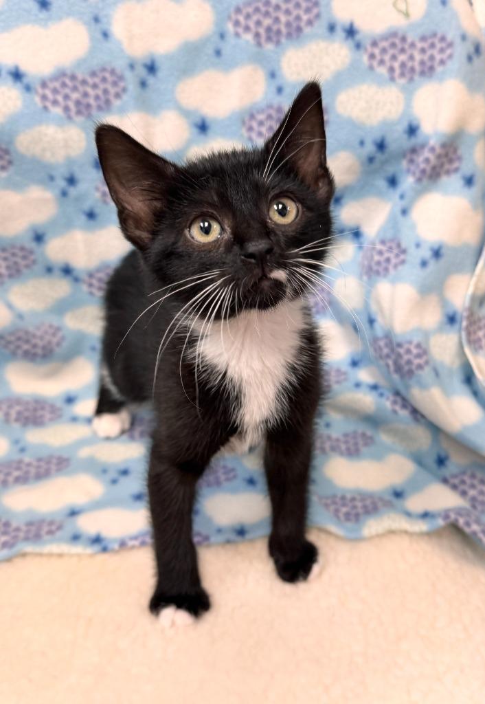 Enlarge Skunk, a Adoptable mixed breed in Clinton, SC image 2/2