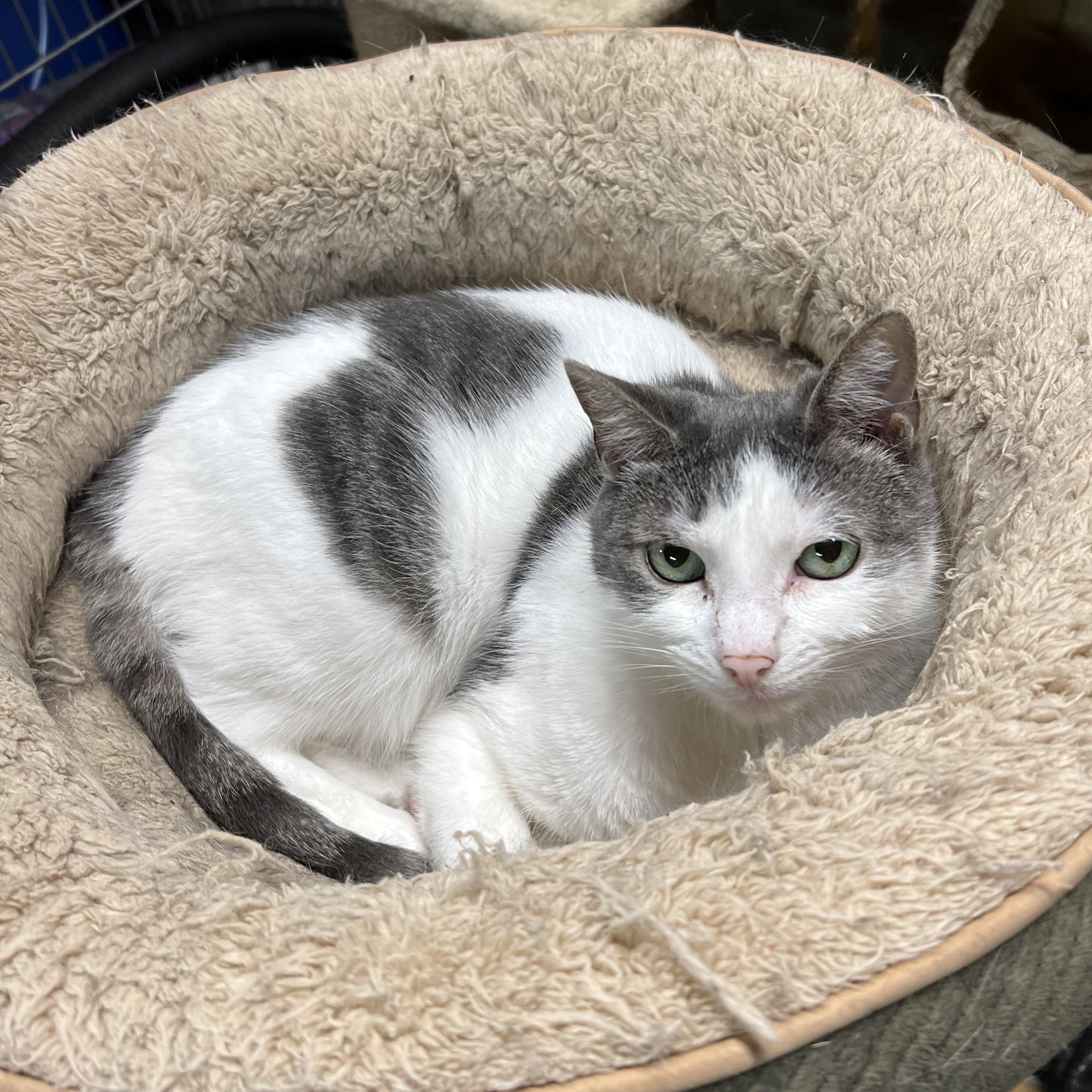 Enlarge Cloey, a ADOPTABLE Domestic Short Hair in Lisbon, CT image 1/1