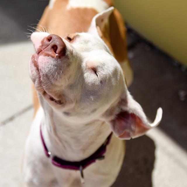 Edith, Adopted, Senior Female Pit Bull Terrier.