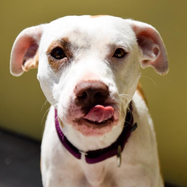 Enlarge Edith, a Adopted mixed breed in Saint Petersburg, FL image 2/3
