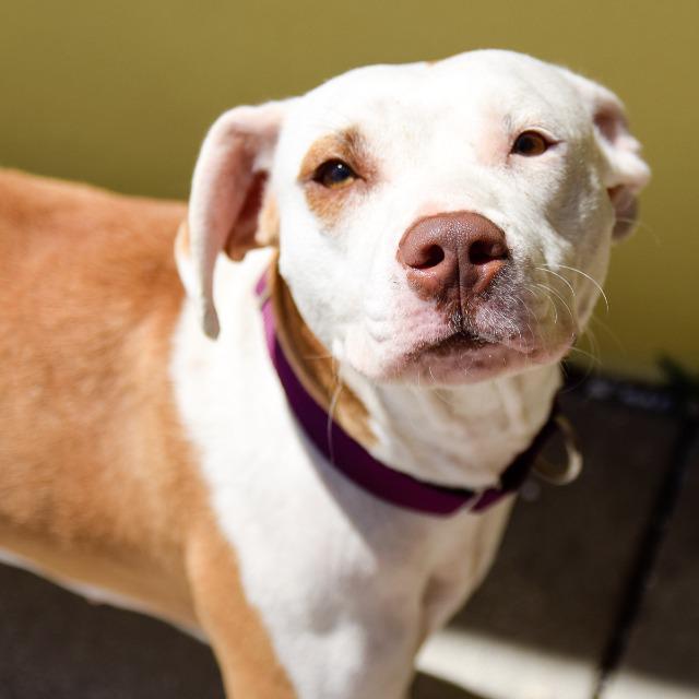 Enlarge Edith, a Adopted mixed breed in Saint Petersburg, FL image 3/3