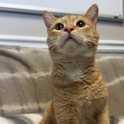 Enlarge Bartholomew, a Adoptable mixed breed in Lawrenceville, GA image 2/3