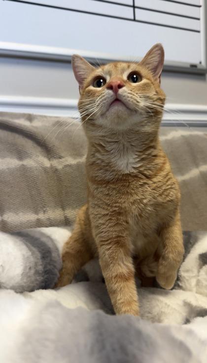 Bartholomew, Adoptable, Adult Male Domestic Short Hair & Domestic Short Hair.