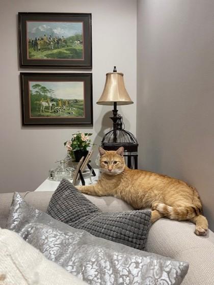 Bartholomew, a Adoptable mixed breed in Lawrenceville, GA image 2/3